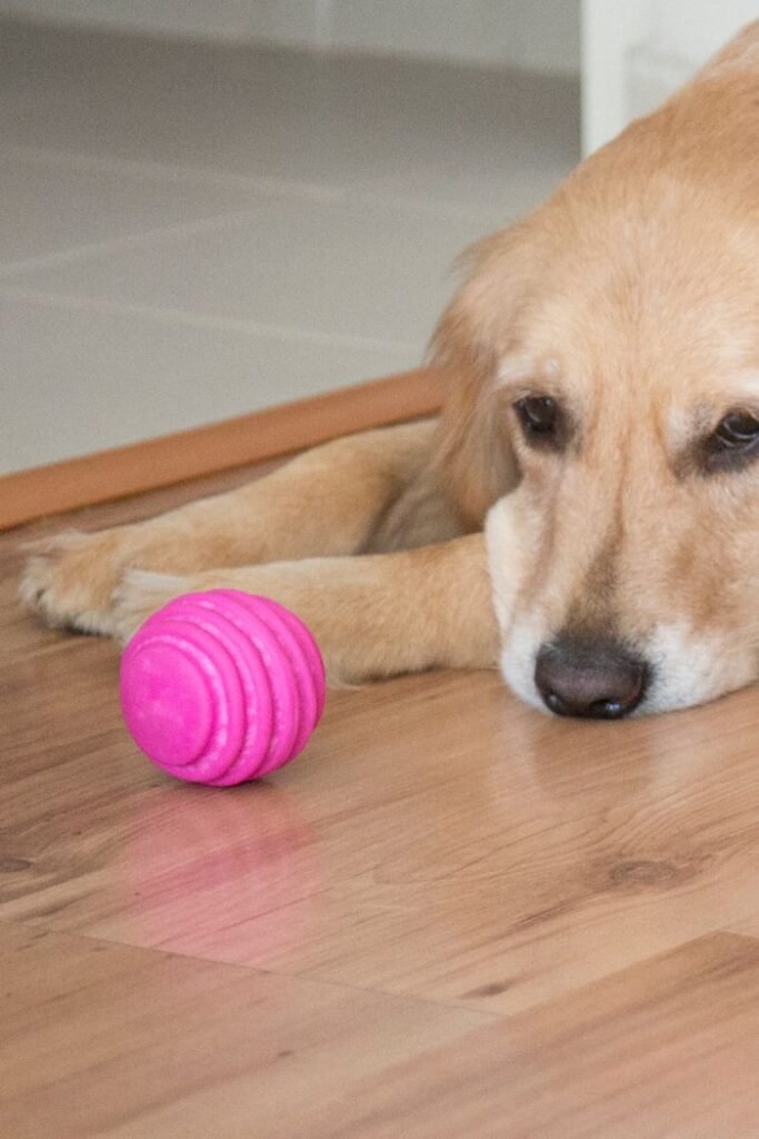 bored golden retriever with pink ball