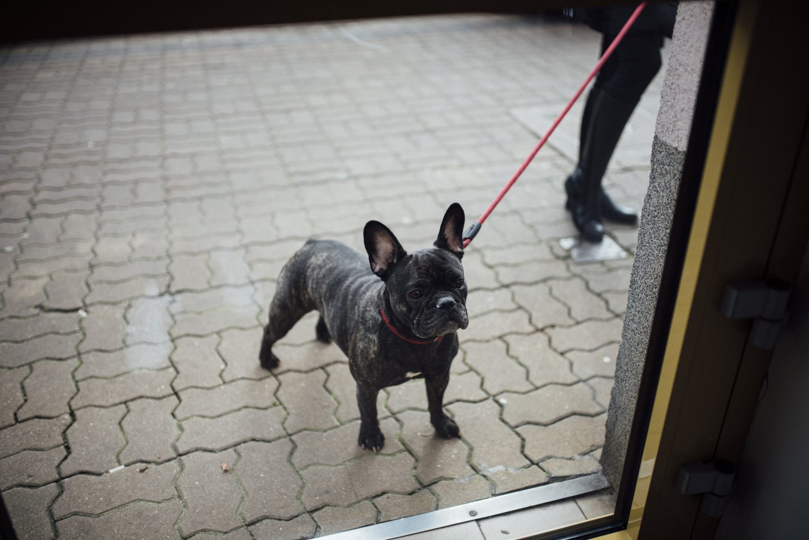 closeup of a french bulldog on a red leash standing on cobblestone street