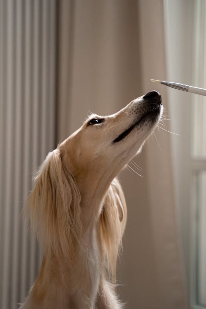 A Saluki dog gazes at a paintbrush indoors, showcasing elegance and curiosity.