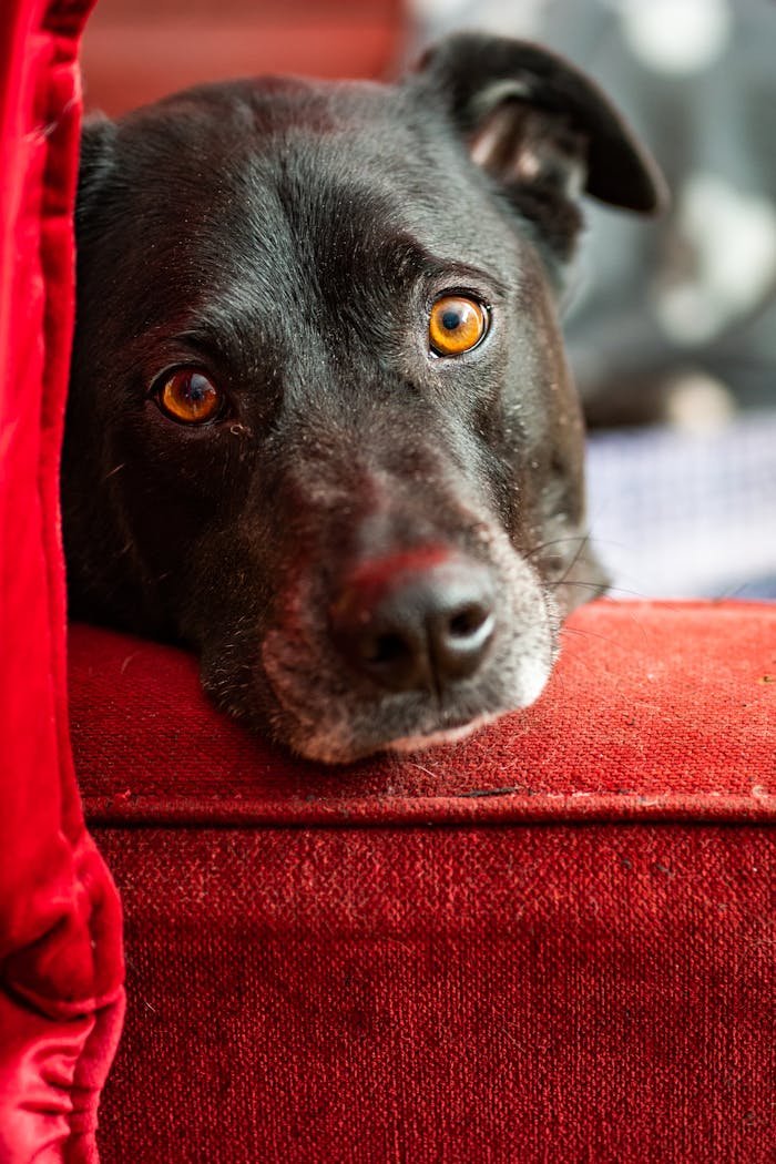 Crafting Captivating Headlines: Your awesome post title goes here Heartwarming headshot of a black dog with expressive eyes on a red couch.