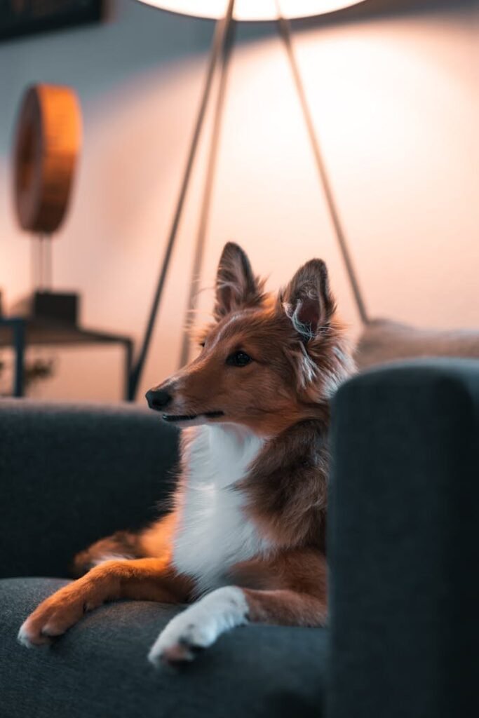Sheltie on Couch
