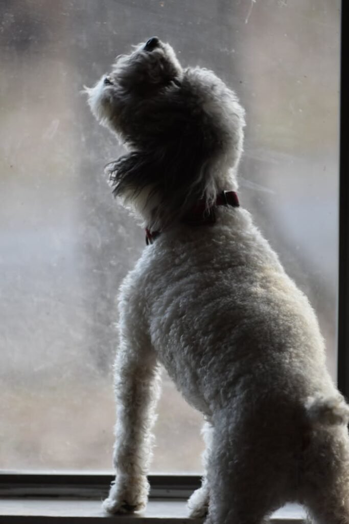 A fluffy white dog gazes outside through a window, showing its curious nature.