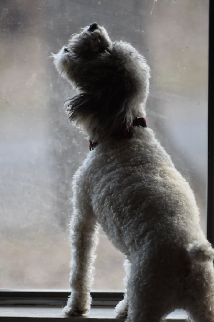 Mastering the First Impression: Your intriguing post title goes here A fluffy white dog gazes outside through a window, showing its curious nature.