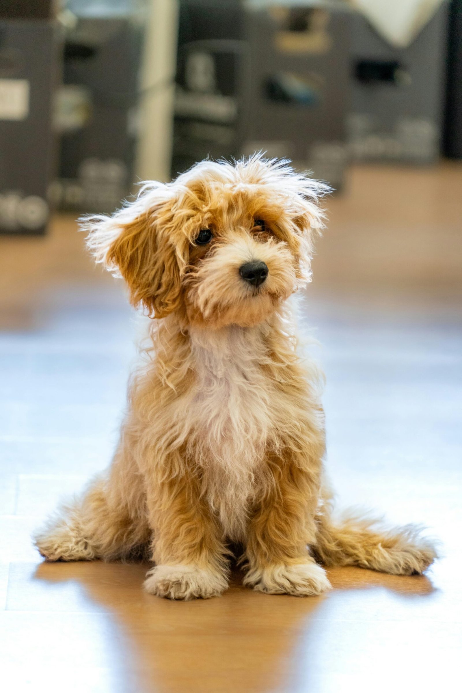 The Art of Drawing Readers In: Your attractive post title goes here Adorable curly-haired Maltipoo puppy sitting indoors, capturing a playful and fluffy look.
